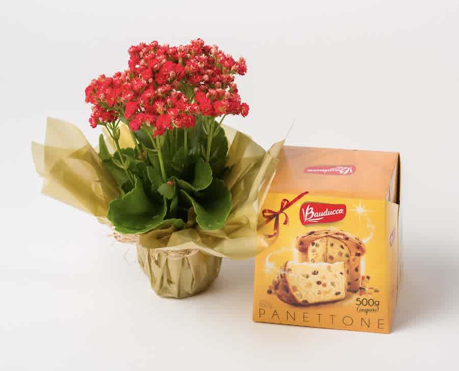 Flor da Fortuna e Panettone